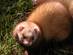 Furet Parc Argonne Découverte Furet Parc Argonne Découverte